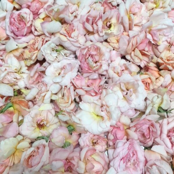 Confiture de Rose fleurs de l'arrière pays Niçois – Image 2